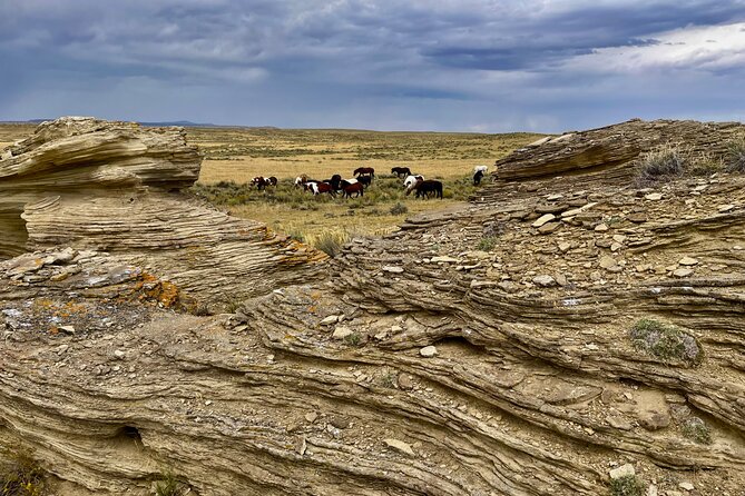 Red Canyon Wild Mustang Safari Truck Tours In Cody Wyoming! - What to Expect on Your Safari Adventure