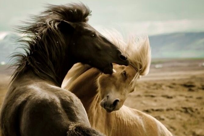 Red Canyon Wild Mustang Safari Truck Tours In Cody Wyoming! - Meeting Point and Pickup Options