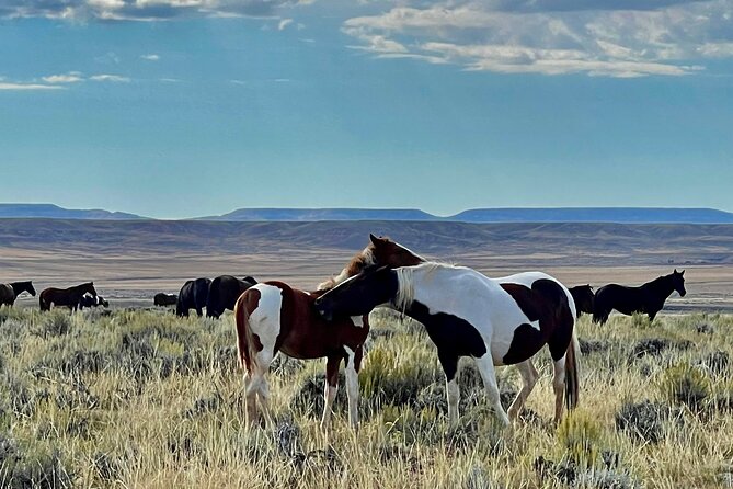 Red Canyon Wild Mustang Safari Truck Tours In Cody Wyoming! - Why Choose Red Canyon Wild Mustang Safari Truck Tours?