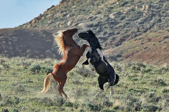 Red Canyon Wild Mustang Van or Bus Tours For Large Groups 5 PM - Key Points