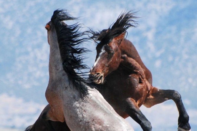 Red Canyon Wild Mustang Van or Bus Tours For Large Groups 5 PM - Whats Included