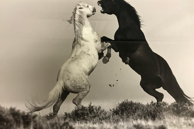 Red Canyon Wild Mustang Van or Bus Tours For Large Groups 5 PM - Meeting and Pickup