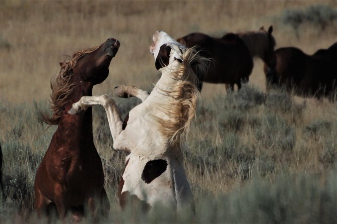 Red Canyon Wild Mustang Van or Bus Tours For Large Groups 5 PM - Schedule