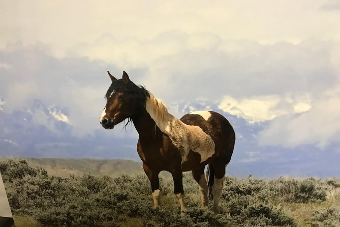 Red Canyon Wild Mustang Van or Bus Tours For Large Groups 5 PM - Opportunity to See Wild Mustangs