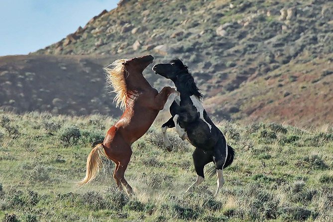 Red Canyon Wild Mustang Van or Bus Tours For Large Groups 5 PM - Local Culture, History, and Ecology