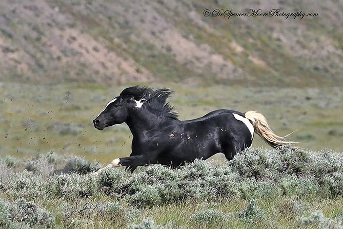 Red Canyon Wild Mustang Van or Bus Tours For Large Groups 5 PM - Knowledgeable Guides