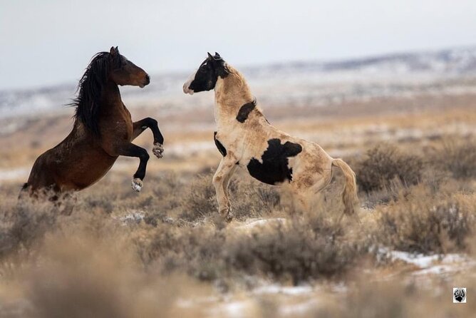 Red Canyon Wild Mustang Van or Bus Tours For Large Groups 5 PM - Personalized Experience