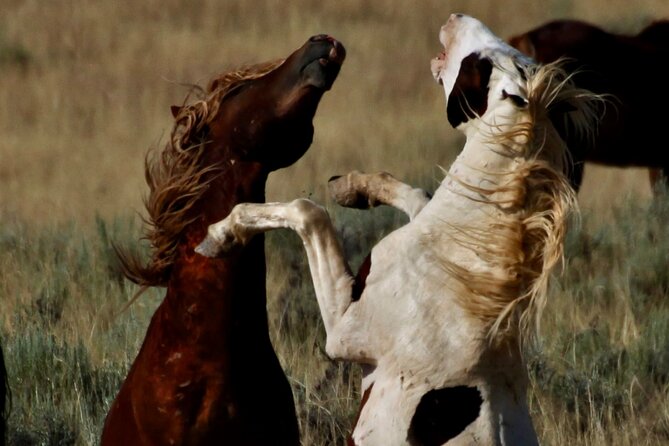 Red Canyon's Best Of The Wild West Wild Mustang+Rafting Adventure - Safety Instructions and Life Vests