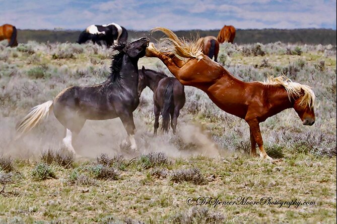 Red Canyon's Best Of The Wild West Wild Mustang+Rafting Adventure - Meeting Information