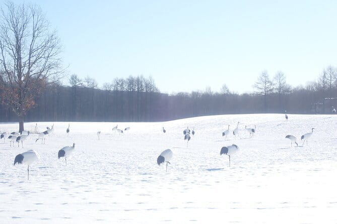 Red Crowned Crane and Wildlife Watching - Inclusions