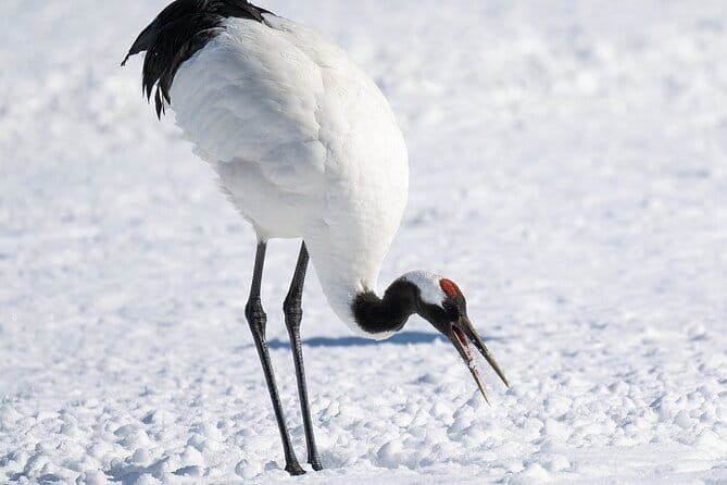 Red Crowned Crane and Wildlife Watching - Pickup Information