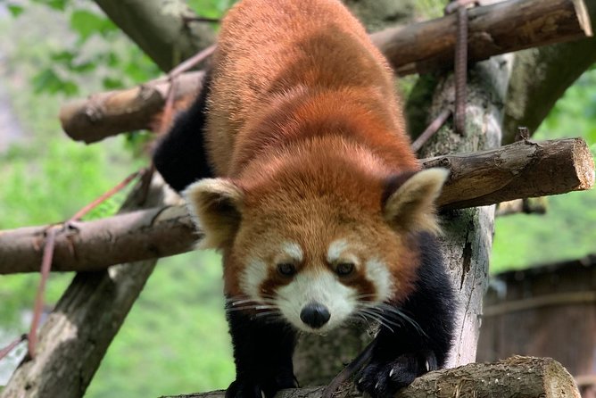 Red Panda Volunteer in Wolong Panda Base Private Tour - Tour Overview