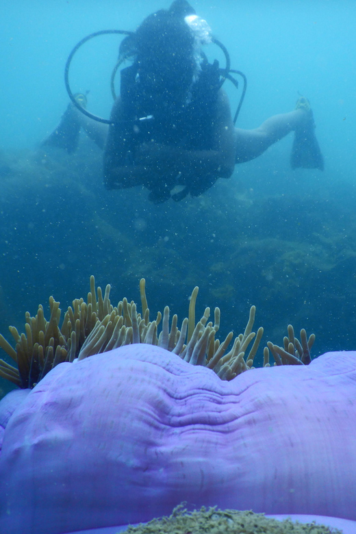 Red River Tour - Scuba Diving At Roi Island Phu Quoc - Highlights of the Experience