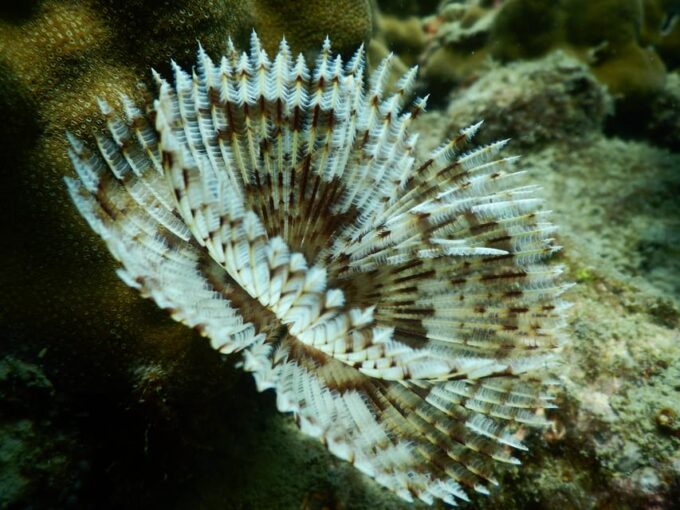 Red River Tour - Scuba Diving At Roi Island Phu Quoc - Group Size and Language