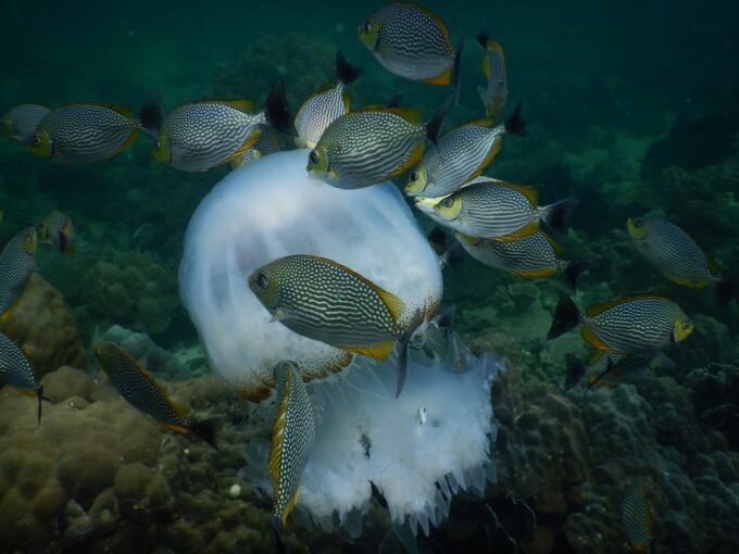 Red River Tour - Scuba Diving At Roi Island Phu Quoc - Contact Information