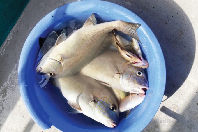 Red River Tour (Share Trip): Deep Sea Fishing on Phu Quoc - Contact Information