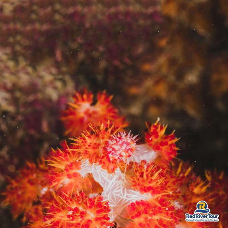 [Red River Tours] Luxury Professional Scuba Diving - Tour Overview
