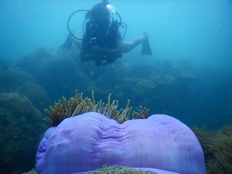 [Red River Tours] Luxury Professional Scuba Diving - Lunch Menu