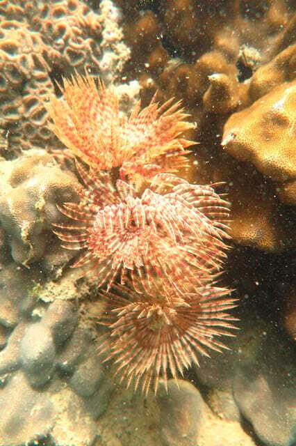 [Red River Tours] Luxury Professional Scuba Diving - Travel Advisory
