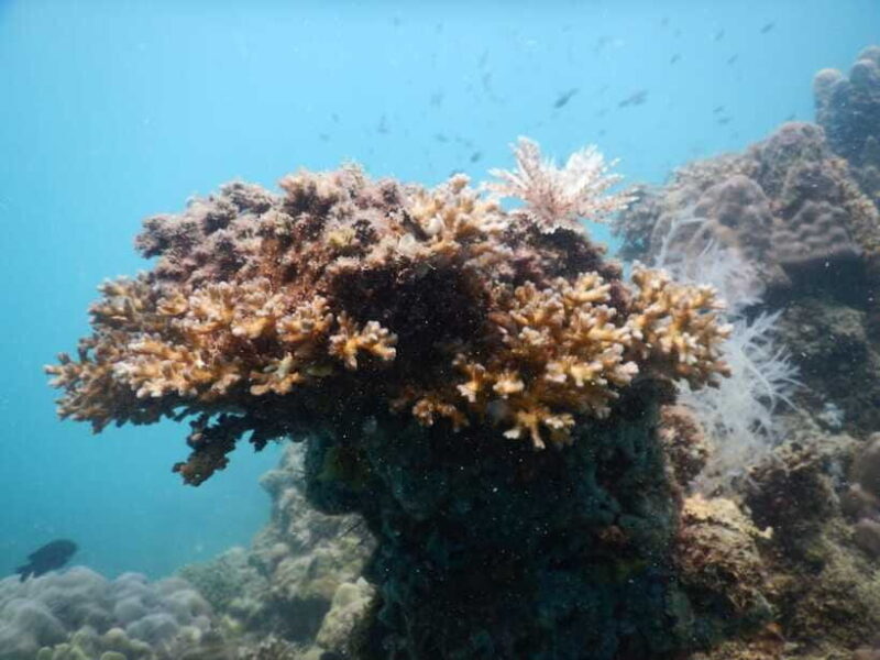 [Red River Tours] Luxury Professional Scuba Diving - Prohibitions, Limitations, and Safety