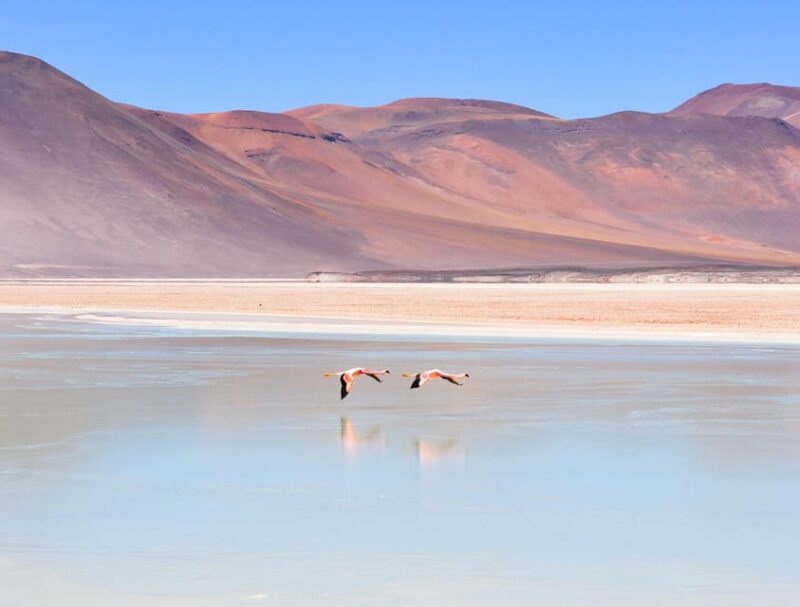 Red Rocks, Altiplanic Lagoon + Chaxa Reserve: Full-Day Tour - Key Points