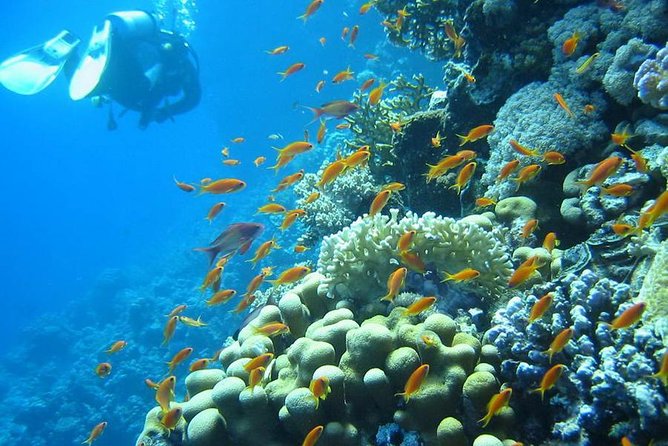 Red Sea Diving Trip From Hurghada: Beginner to Advanced Divers - Lunch and Refreshments