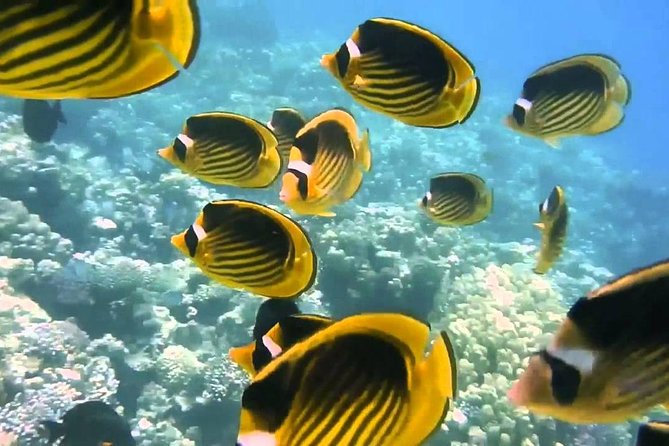 Red Sea Snorkeling From Hurghada - Enjoy Delicious Lunch Onboard