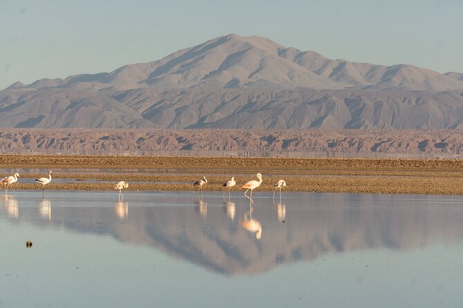 Red Stones + Altiplanic Lagoons and Salar De Atacama - Tour Overview and Details