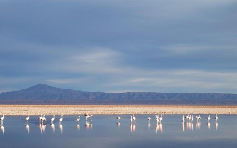 Red Stones, Salar De Atacama and Lakes of the High Plateau - Itinerary Highlights