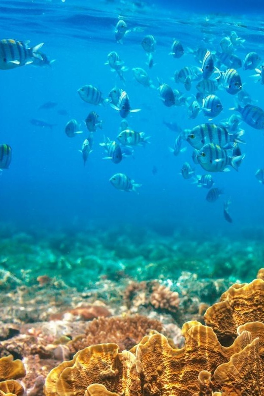 RedRiverTour - Discovery 3 Islets, Snorkeling By Speedboat - Key Points