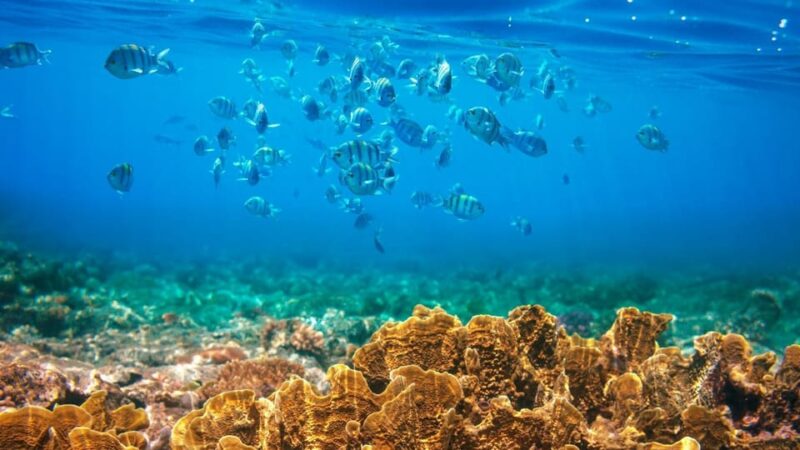 RedRiverTour - Discovery 3 Islets, Snorkeling By Speedboat - Included Services