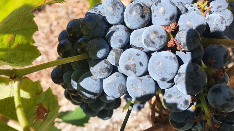 Reduced Mobility Visit the Douro Valley From Porto - Winery Tour and Tastings