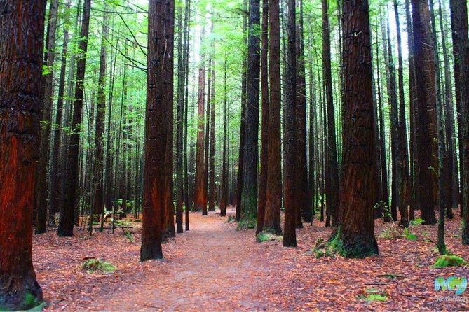 Redwood Forest , Blue Springs & Huka Falls Day Tour From Auckland - Inclusions and Transportation