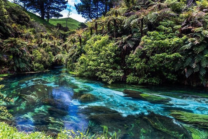 Redwood Forest , Blue Springs & Huka Falls Day Tour From Auckland - Customer Experiences and Feedback
