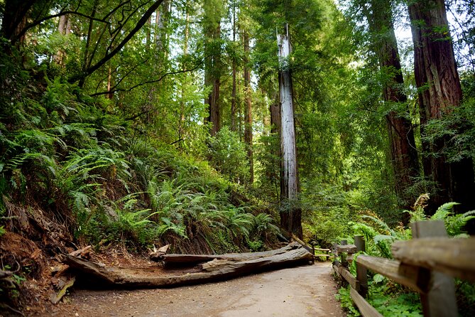 Redwood Retreat: Tour to Muir Woods From San Francisco - Highlights of the Experience