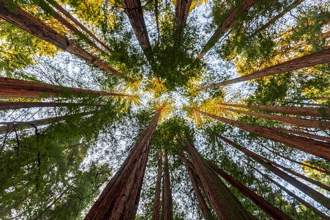 Redwood Retreat: Tour to Muir Woods From San Francisco - Planning Your Redwood Retreat