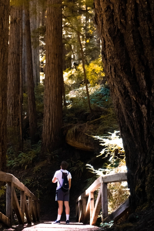 Redwoods Full Day Private Tour and Hike - Key Points