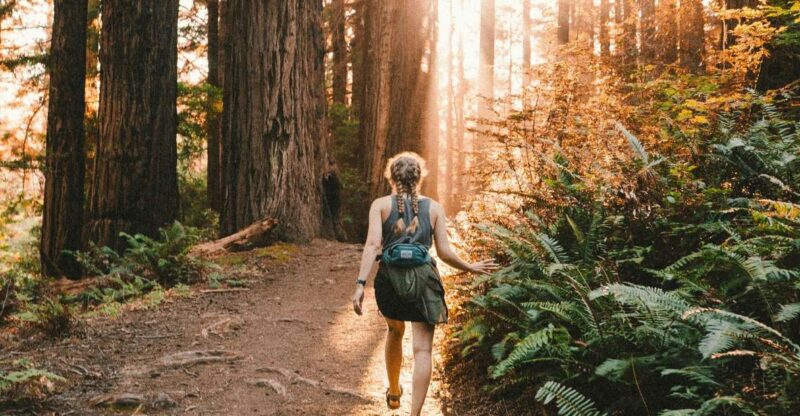 Redwoods Full Day Private Tour and Hike - Tour Highlights
