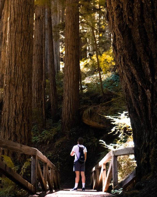 Redwoods Full Day Private Tour and Hike - Included in the Tour