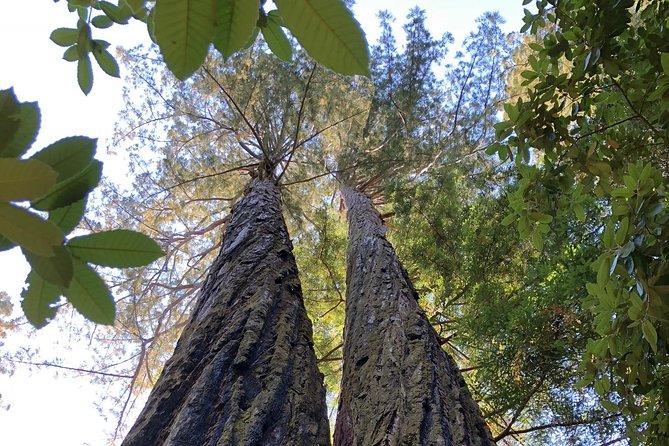 Redwoods of Marin and Mt. Tamalpais Walking Tour With Local Guide - Local Guide and Group Size