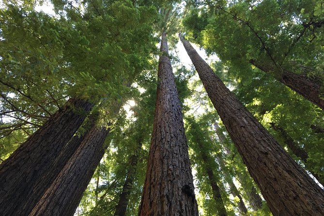 Redwoods of Marin and Mt. Tamalpais Walking Tour With Local Guide - Additional Information
