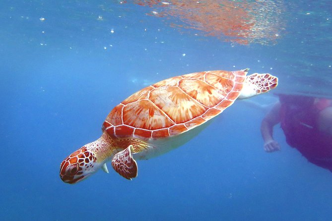 Reef and Turtle Adventure - Kayak and Snorkel Tour - Tour Overview