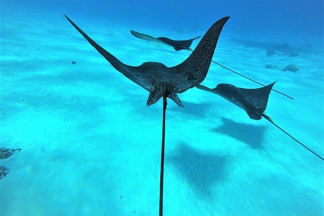 Reef Discovery Half Day Group Signature Tour - Authentic Encounters and Real Feedback