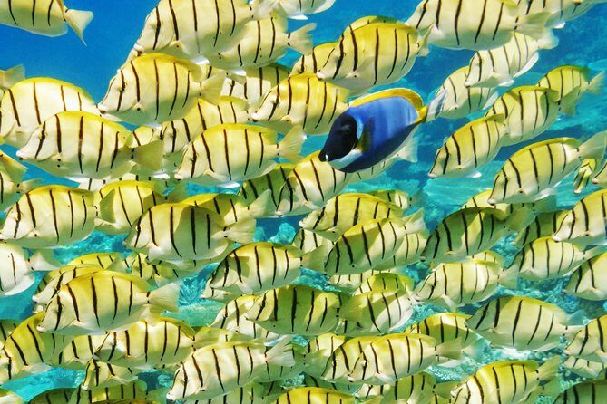 Reef Discovery Half Day Group Signature Tour - FAQs