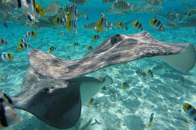 Reef Discovery Private Half Day Lagoon Tour - Final Thoughts: Is This Tour Right for You?