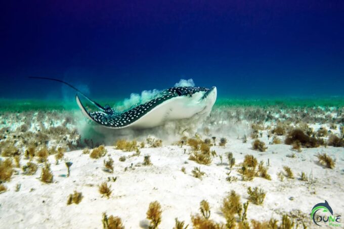 Reef Diving in Playa Del Carmen - Cancellation and Booking Policies