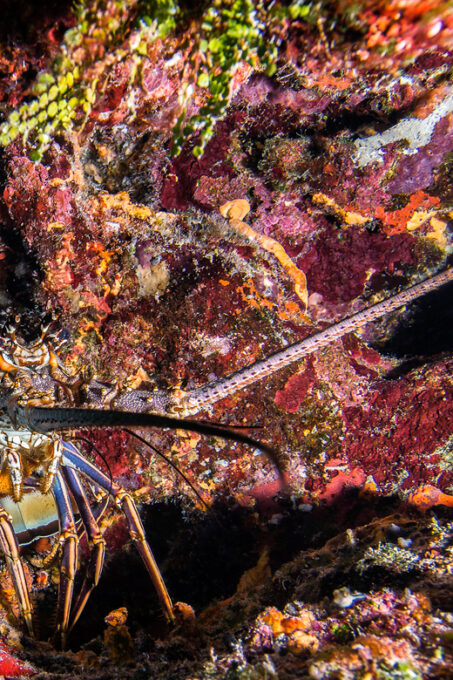 Reef Diving in Playa Del Carmen - Frequently Asked Questions