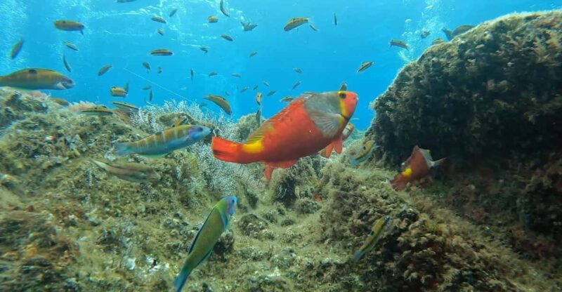 Reef Fish Watching - Included Services