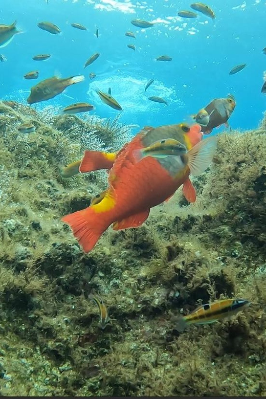 Reef Fish Watching - Experience Highlights