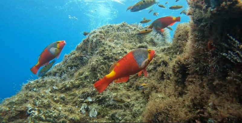 Reef Fish Watching - Tour Itinerary